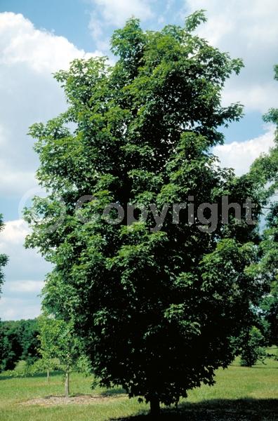 Green blooms; Deciduous; Broadleaf