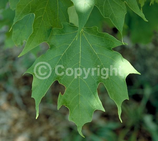 Green blooms; Deciduous; Broadleaf