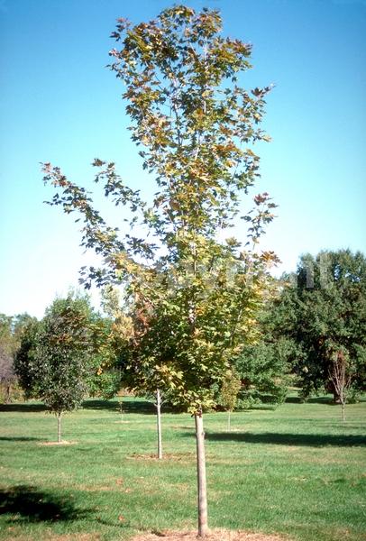 Green blooms; Deciduous; Broadleaf