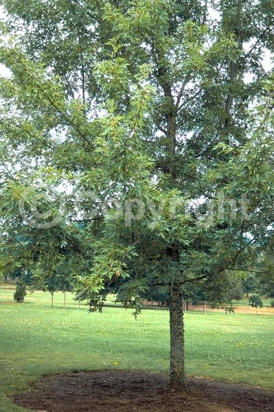 Red blooms; Deciduous; Broadleaf
