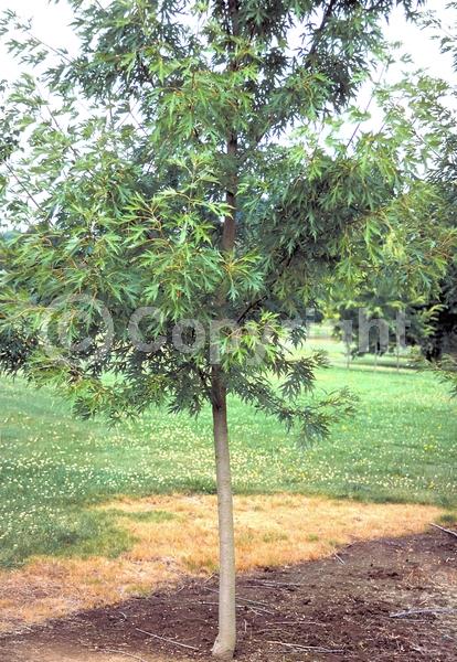 Red blooms; Deciduous; Broadleaf