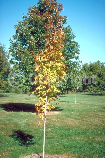 Green blooms; Deciduous; Broadleaf