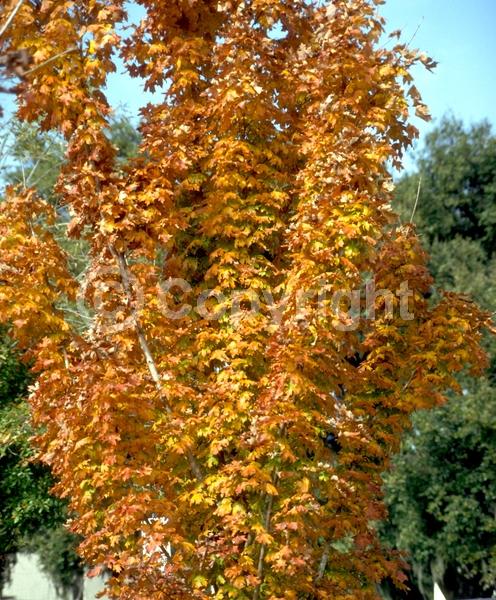 Red blooms; Deciduous; Broadleaf; North American Native