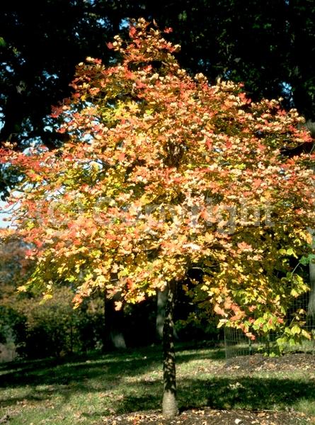 Yellow blooms; Deciduous; Broadleaf; North American Native