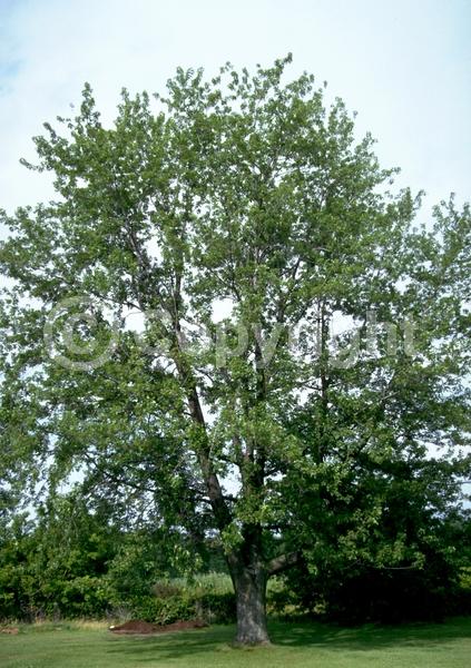 Red blooms; Deciduous; Broadleaf; North American Native