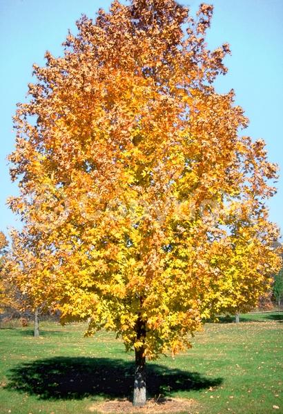 Green blooms; Deciduous; Broadleaf; North American Native