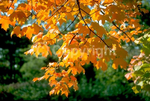 Green blooms; Deciduous; Broadleaf; North American Native