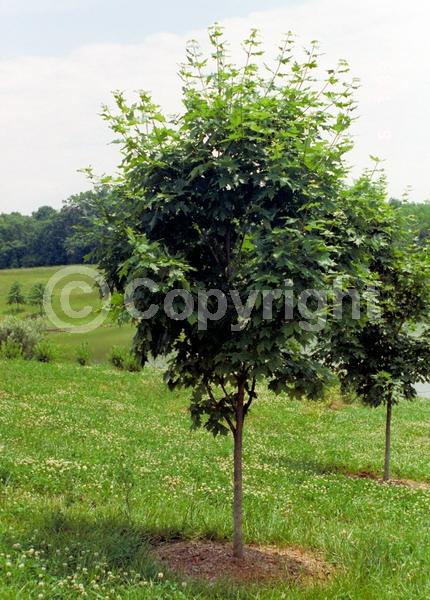 Green blooms; Deciduous; Broadleaf; North American Native