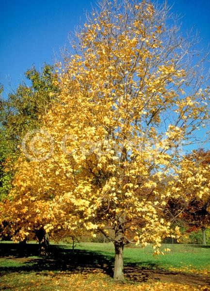 Green blooms; Deciduous; Broadleaf; North American Native