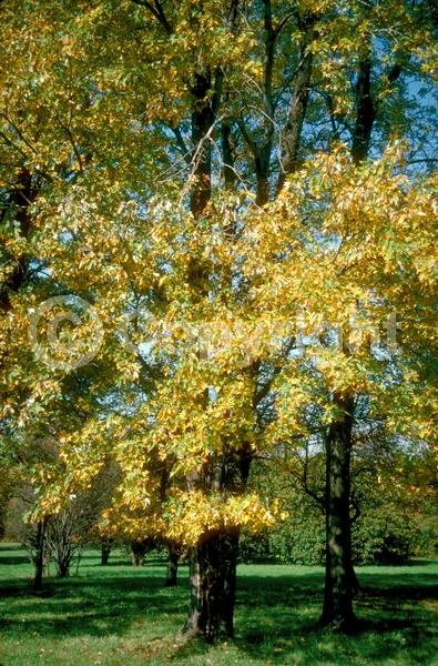 Red blooms; Deciduous; Broadleaf; North American Native