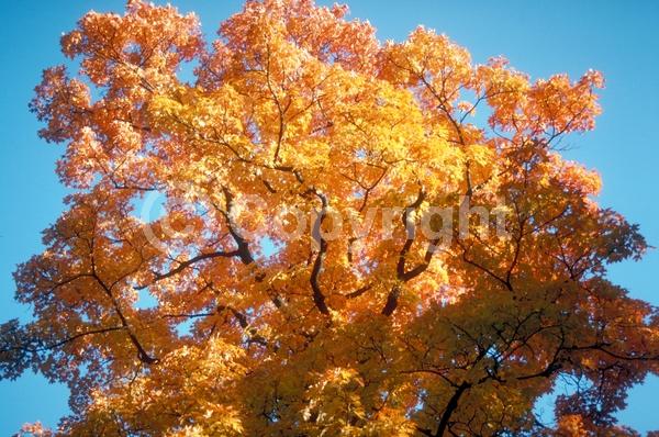 Green blooms; Deciduous; Broadleaf; North American Native