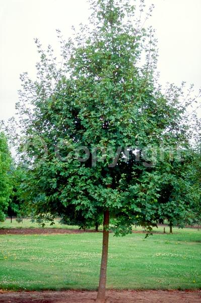 Green blooms; Deciduous; Broadleaf; North American Native