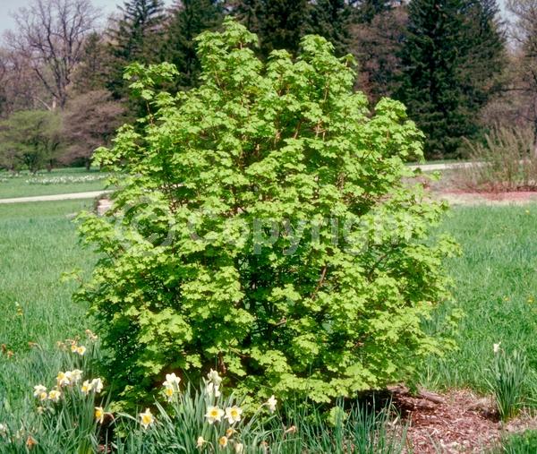Yellow blooms; Deciduous; Broadleaf; North American Native