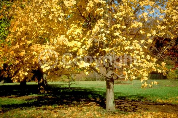 Green blooms; Deciduous; Broadleaf; North American Native