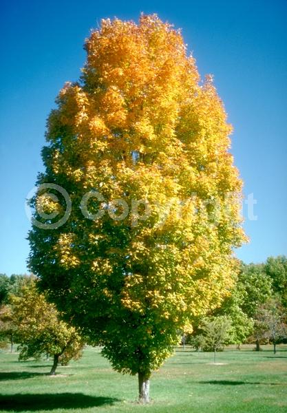Green blooms; Deciduous; Broadleaf; North American Native