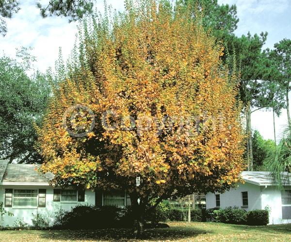 Red blooms; Deciduous; Broadleaf; North American Native