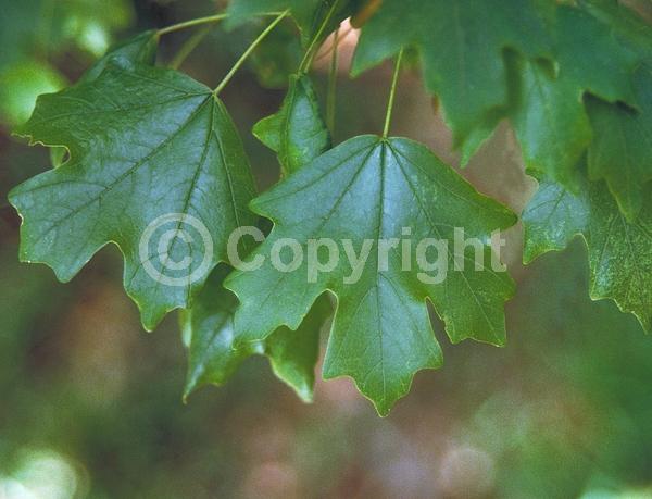 Red blooms; Deciduous; Broadleaf; North American Native