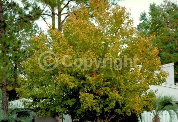 Red blooms; Deciduous; Broadleaf; North American Native