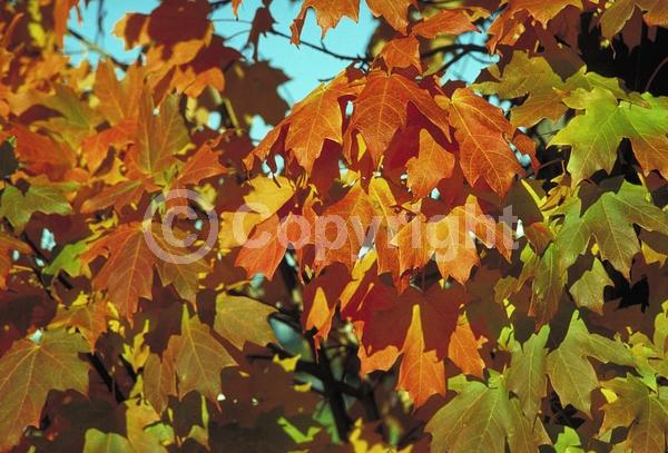 Red blooms; Deciduous; Broadleaf; North American Native