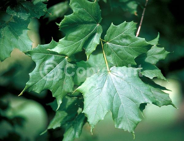 Yellow blooms; Green blooms; Deciduous; Broadleaf; North American Native