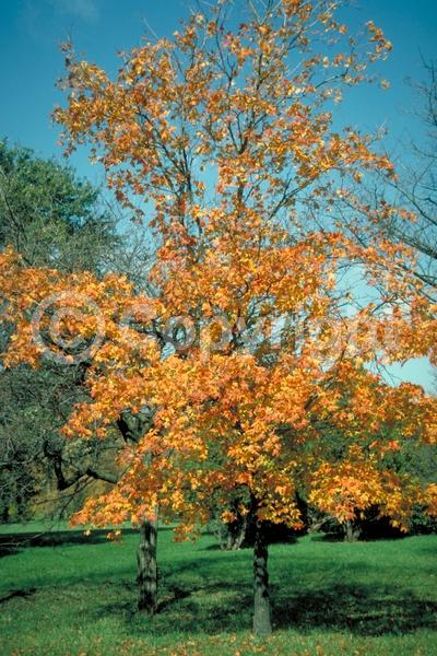 Yellow blooms; Green blooms; Deciduous; Broadleaf; North American Native