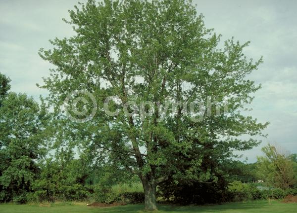 Red blooms; Deciduous; Broadleaf; North American Native