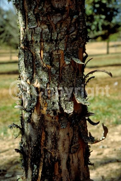 Red blooms; Deciduous; Broadleaf; North American Native