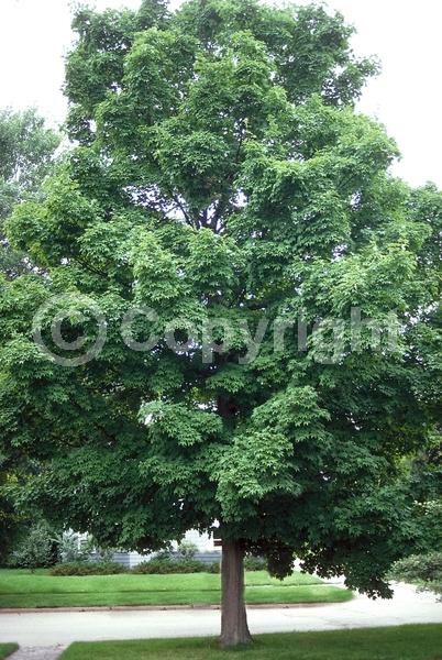 Green blooms; Deciduous; Broadleaf; North American Native