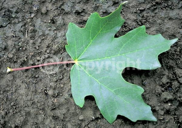 Green blooms; Deciduous; Broadleaf; North American Native