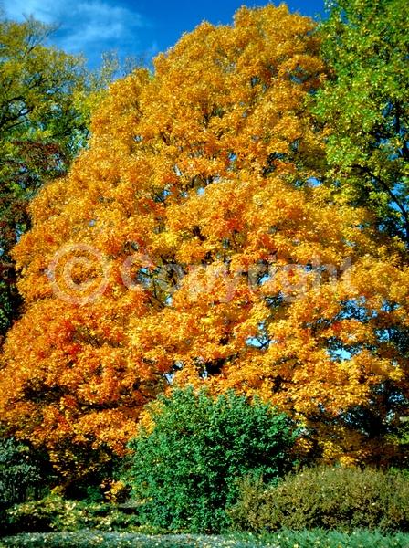 Green blooms; Deciduous; Broadleaf; North American Native