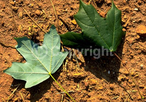 Yellow blooms; Green blooms; Deciduous; Broadleaf; North American Native
