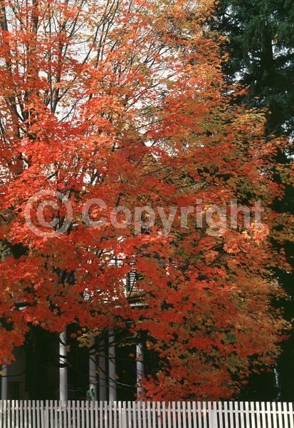 Green blooms; Deciduous; Broadleaf; North American Native
