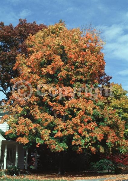 Green blooms; Deciduous; Broadleaf; North American Native
