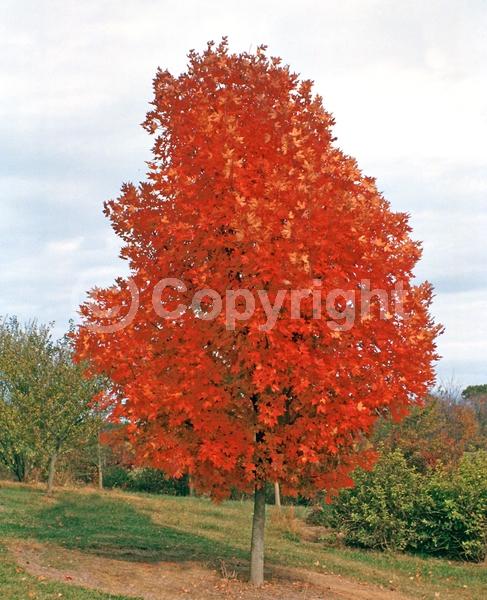 Green blooms; Deciduous; Broadleaf; North American Native