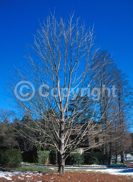 Green blooms; Deciduous; Broadleaf; North American Native