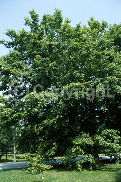 Red blooms; Deciduous; Broadleaf; North American Native