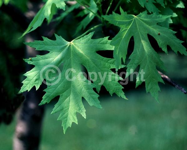 Red blooms; Deciduous; Broadleaf; North American Native