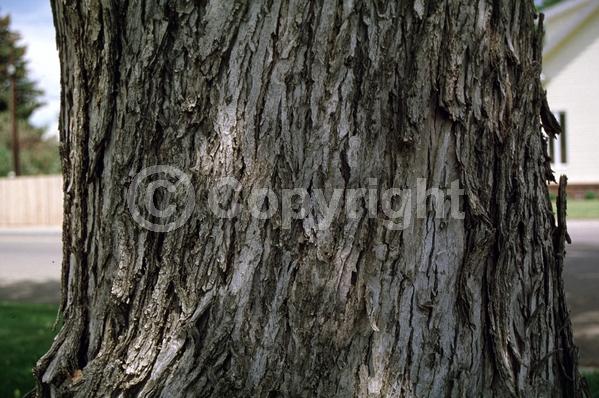Red blooms; Deciduous; Broadleaf; North American Native