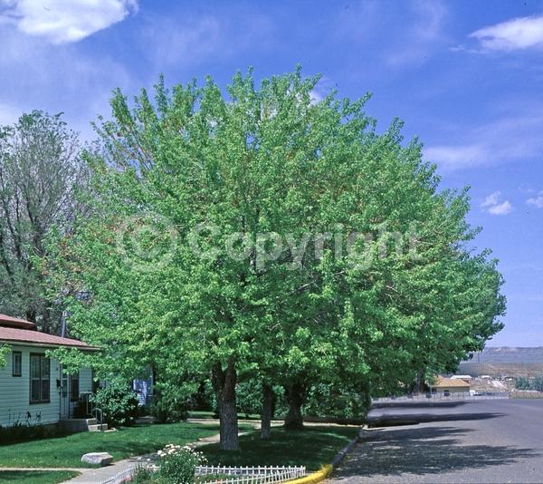 Red blooms; Deciduous; Broadleaf; North American Native