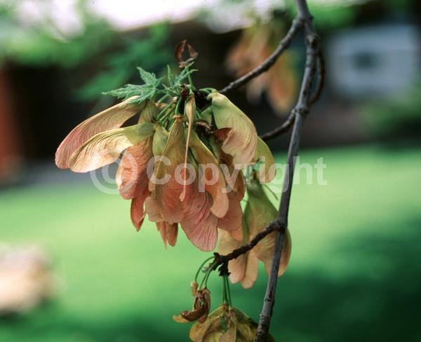 Red blooms; Deciduous; Broadleaf; North American Native