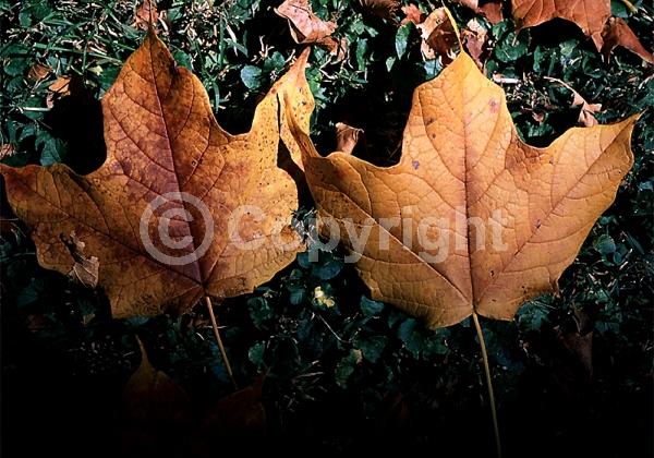 Green blooms; Deciduous; Broadleaf; North American Native