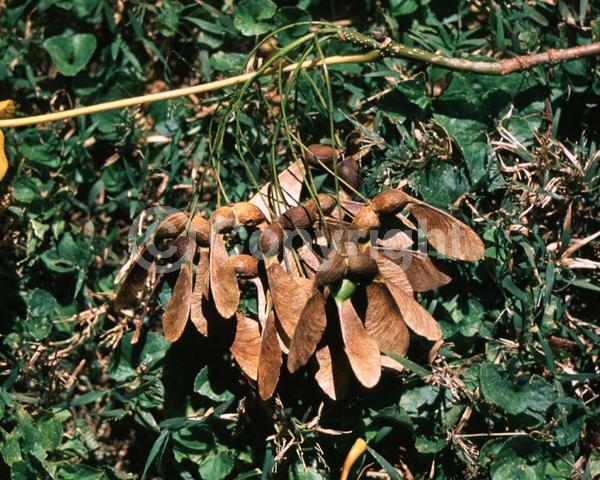 Green blooms; Deciduous; Broadleaf; North American Native