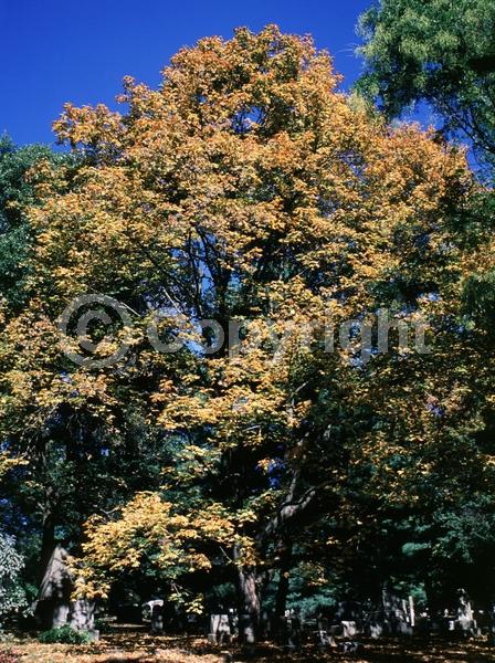 Green blooms; Deciduous; Broadleaf; North American Native