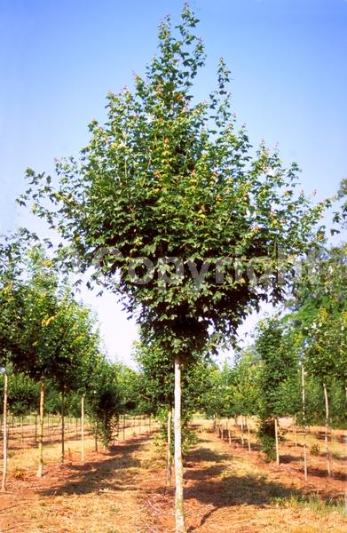 Yellow blooms; Green blooms; Deciduous; Broadleaf; North American Native