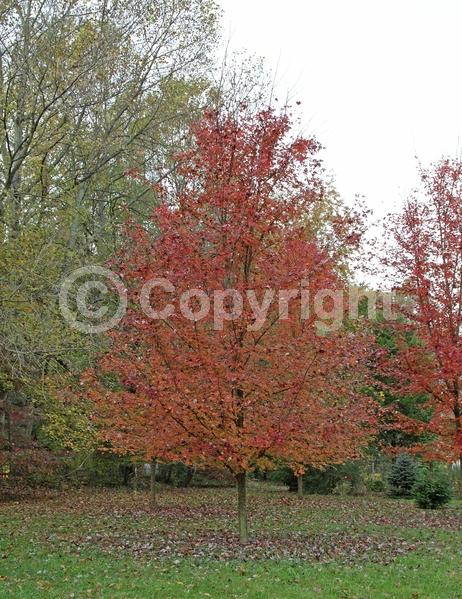Green blooms; Deciduous; Broadleaf; North American Native