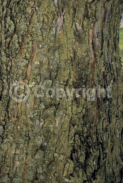 Red blooms; Deciduous; Broadleaf; North American Native