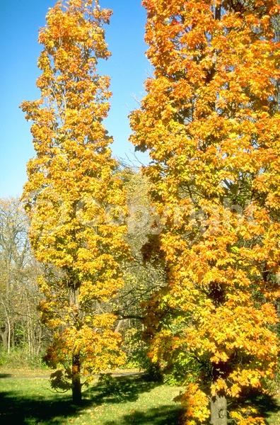 Green blooms; Deciduous; Broadleaf