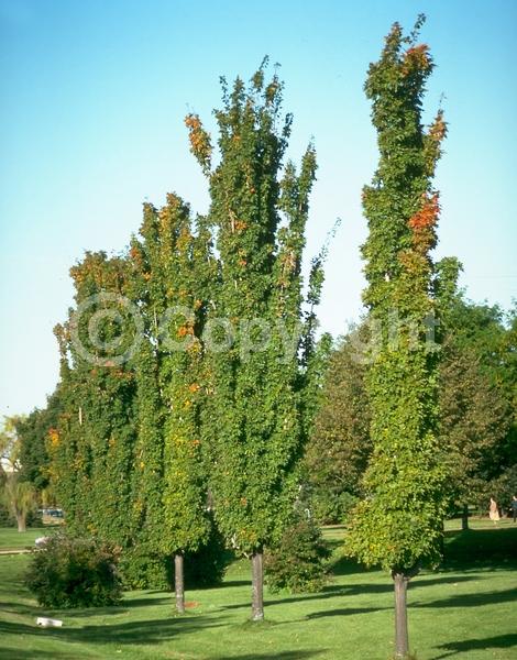Green blooms; Deciduous; Broadleaf