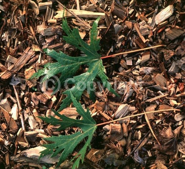 Red blooms; Deciduous; Broadleaf