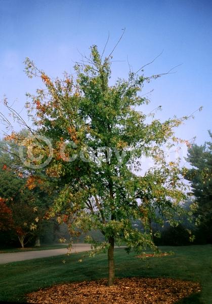 Red blooms; Deciduous; Broadleaf